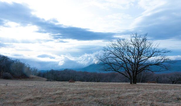 Bare oak tree stands alone in a dry grassy field under a cloudy sky