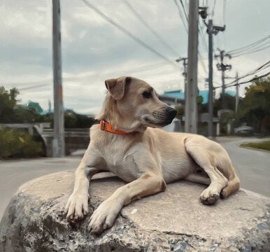 dog on the street,Cute Cream Thai Street Dog Portrait, Friendly Stray Puppy in Orange Collar Illustration