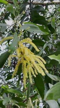 Close-up of the bright yellow flowers of theNorthern black wattle tree  blooming among green leaves. Scientific name is Acacia auriculiformis A. Cunn. ex Benth