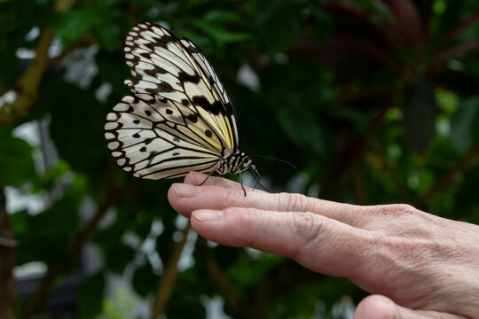 Large tree nymph butterfly Idea leuconoe perched on human finger with lush green foliage background in botanical garden