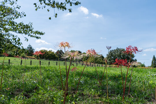 Cluster amaryllis and pink spider lilies blooming in green meadow under clear blue sky in autumn