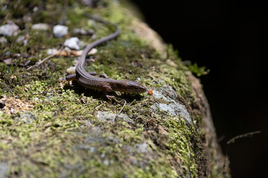 Japanese grass lizard Takydromus tachydromoides sunbathing on mossy rock surface in natural forest environment
