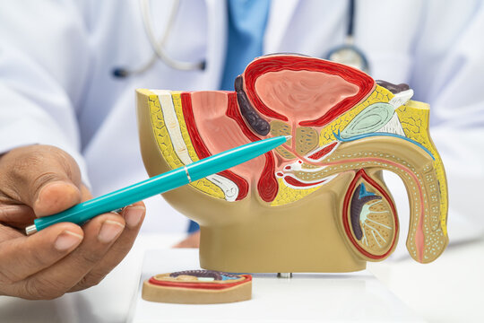 Male reproductive system, Asian doctor holding human anatomy model.