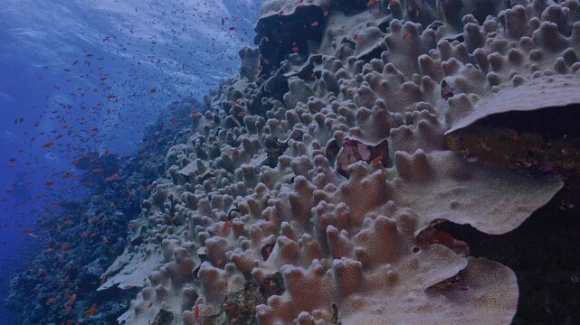 Large outcropping of healthy porites coral in shallow water.