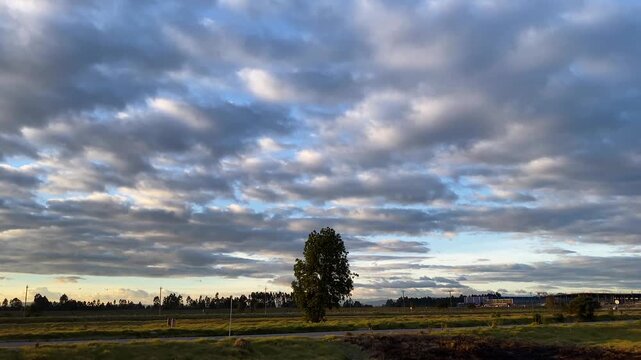 An iconic tree stands amidst a deforested forest in a rural scene with copy space against a cloudy sunset in Bosa, Bogota, Colombia. Concept of deforestation and the environment
