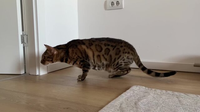 Bengal cat cautiously moves indoors on wooden floor and sniffs the floor