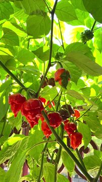 Bright red fruits hang from green leaves in a garden during late summer