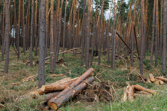 Cut pine logs and broken branches lie on the ground among storm damaged trees during forest cleanup. Concept of debris removal, salvage logging, storm recovery and clearing dangerous windthrow.