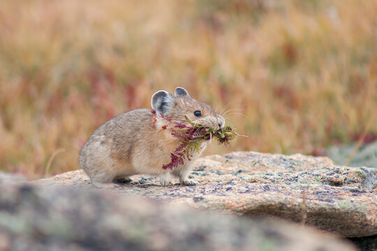 An American Pika gathers grasses in preparation for the coming winter.