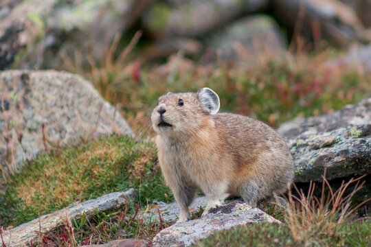 An American Pika at home in the alpine of the Rocky Mountains.