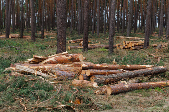 Freshly cut pine logs and broken trunks cover the forest floor during cleanup after destructive storm winds. Concept of salvage logging, storm damage removal, timber recovery and woodland restoration.