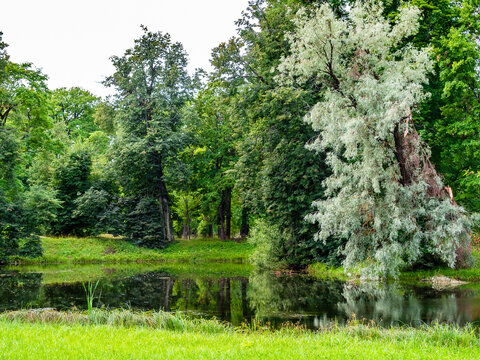 view of pond with willow in park on summer day