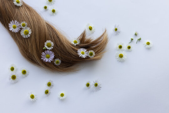 Medicinal flowers with smooth hair on a white background. Summer flowers in hair.