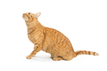 Curious Tabby Orange Cat Looking Up © Amy Esposito