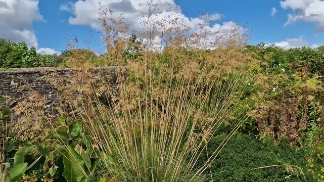 Stipa gigantea plant with green evergreen leaves and large panicles of oat-like flowers turning to a golden colour in autumn, commonly known as Golden Oats or Giant Feather Grass, video footage