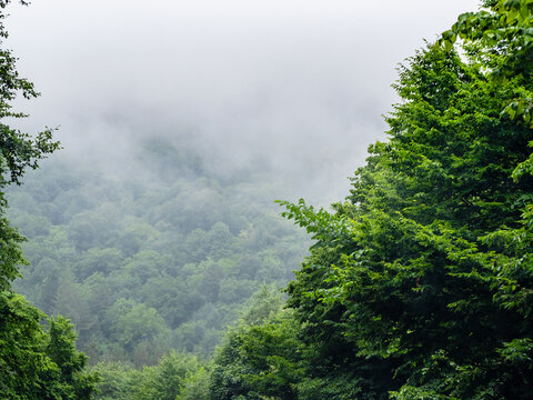 wet grey cloud lies on slope of forested mountain