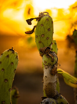 Close-up of prickly pear cactus pads in warm backlight