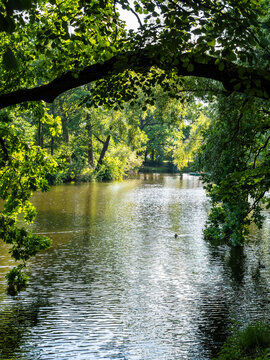large oak tree branch over water of pond in summer