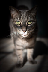 Grey tabby cat sitting indoors in soft light © rumata79