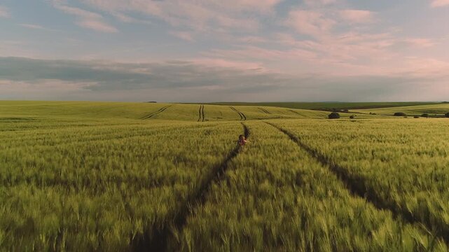 Expansive wheat or barley field stretching to low rolling hills under pastel sunset sky with layered pink and blue-gray clouds, foreground filled with tall stalks showing fine texture and slight