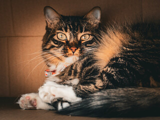 Tabby cat resting indoors in warm natural light © rumata79