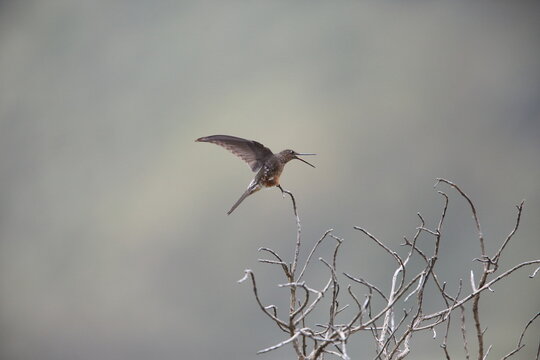 The northern giant hummingbird (Patagona peruviana) is the largest species of hummingbird and one of two species of the genus Patagona. This photo was taken in Ecuador.