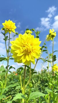 Yellow flowers stand tall in a field under the blue sky during a sunny day