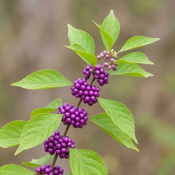 A beautiful branch of bright purple beautyberry fruit growing on a green bush in a summer garden. american beautyberry