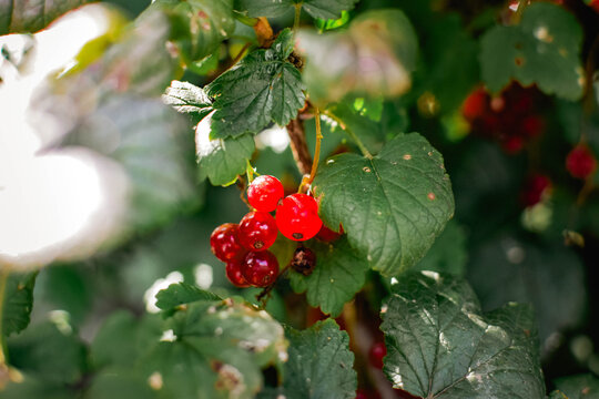 Ripe red currants growing in a small cluster on a garden bush in summer sunlight