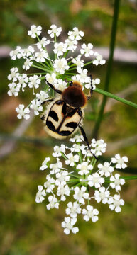 Trichius fasciatus beetle with black and yellow patterned back on white Apiaceae flowers. Macro forest shot highlighting insect detail, natural pollination, and delicate botanical structure