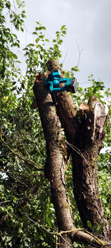 Blue chainsaw stuck in freshly cut tree branch after storm damage. Forest maintenance scene with thick trunk, green foliage, cloudy sky