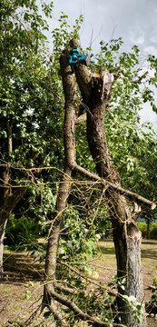 Blue chainsaw stuck in freshly cut tree branch after storm damage. Forest maintenance scene with thick trunk, green foliage, cloudy sky