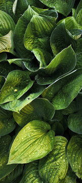 Close‑up of lush hosta leaves with visible veins and water droplets. Natural green foliage texture highlighting ornamental plant beauty and garden freshness