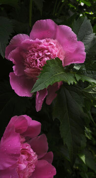 Close‑up of blooming pink peonies with layered petals and dark green foliage. Vibrant summer garden scene highlighting ornamental beauty and floral elegance