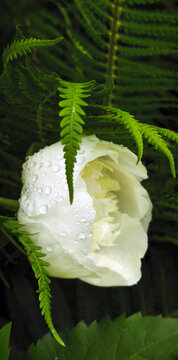 Close‑up of blooming white peony with layered petals and green foliage. Elegant summer garden flower highlighting ornamental beauty, freshness, and natural detail