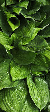Close‑up of lush hosta leaves with visible veins and water droplets. Natural green foliage texture highlighting ornamental plant beauty and garden freshness