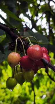 Cluster of cherries on branch with water droplets, showing ripening stages from green to red. Natural outdoor macro with blurred foliage background, fresh summer fruit detail