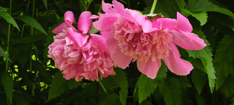 Close‑up of blooming pink peonies with layered petals and dark green foliage. Vibrant summer garden scene highlighting ornamental beauty and floral elegance
