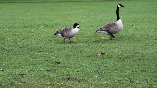 Medium wide shot of two Canadian Geese walking across grass on a bright winter day