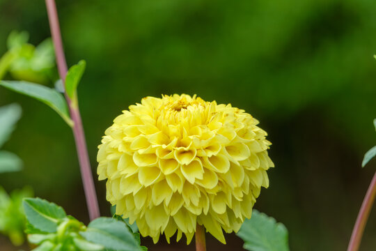 Vibrant blooming yellow dahlia flower in full bloom with blurred lush green nature background and copy space