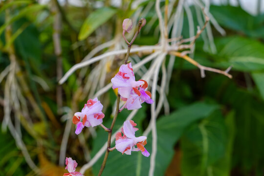 Delicate pink exotic orchid flowers blooming on stem with aerial roots in lush botanical garden greenhouse