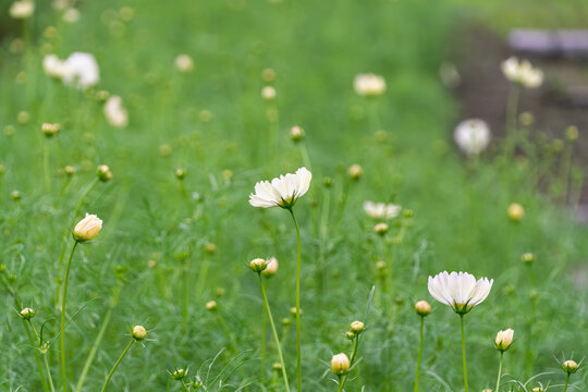 Delicate white cosmos flowers and budding stems blooming in lush green autumn meadow with soft focus background