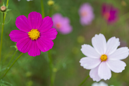 Beautiful pink and white cosmos flowers blooming in soft natural autumn garden background