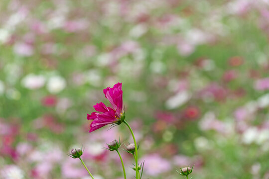 Vibrant magenta pink cosmos flower blooming gracefully against soft blurred autumn meadow background