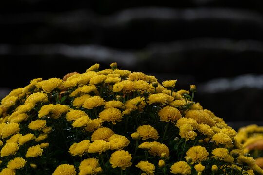 Dense cluster of vibrant yellow blooming chrysanthemum flowers with dark blurred background in autumn garden