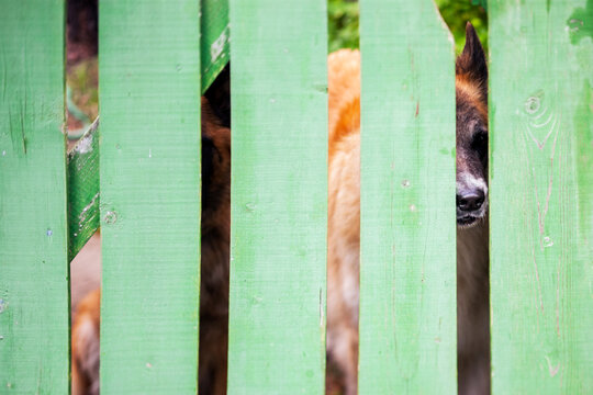 dog watching through the fence