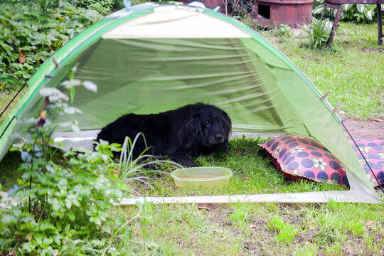 dog lying in a tent under rain