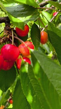 Video of ripe cherry clusters on tree branches. Red and orange fruits among glossy green leaves, sunlit orchard scene highlighting freshness and seasonal abundance
