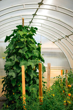 Vertical vegetable plantings inside an arched garden greenhouse