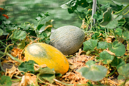 Two different ripening melons growing on a greenhouse garden bed